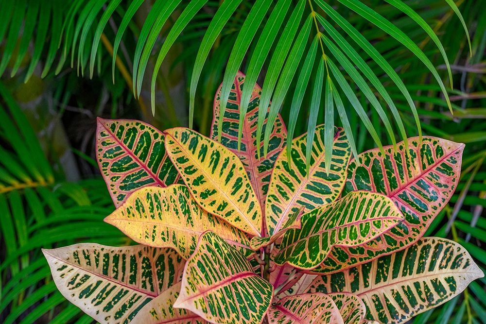 Palm fronds and Croton plants